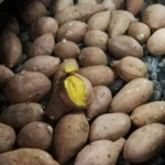 【名産物】甘い安納芋が種子島の特産物